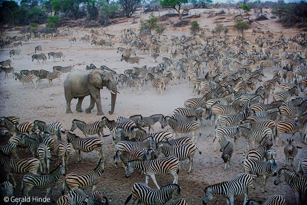 1-Gerald-Hinde-Elephant-stroll-through-the-zebra-migration - Africa