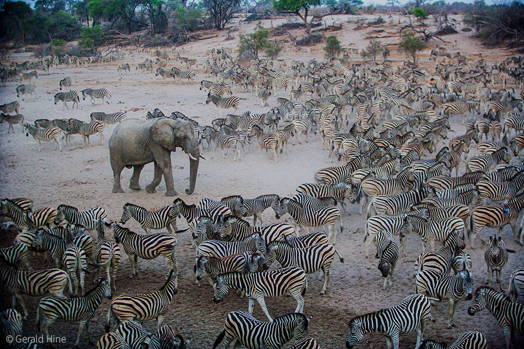 Botswana's zebra migrations - Africa Geographic