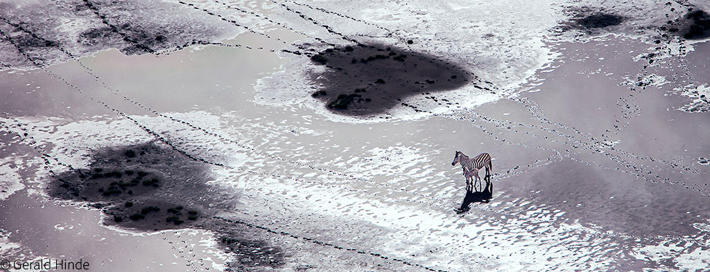 zebra migrations