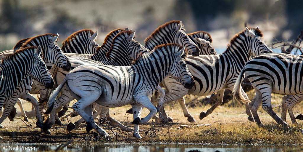 Botswana’s zebra migrations - Africa Geographic