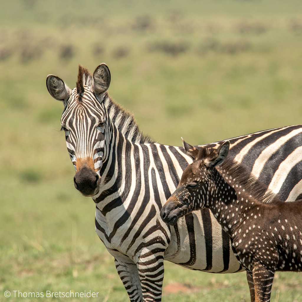 leucistic zebra