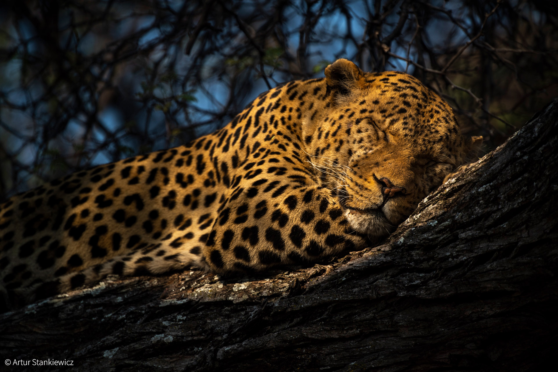 Leopards: silent, secretive and full of surprises - Africa Geographic