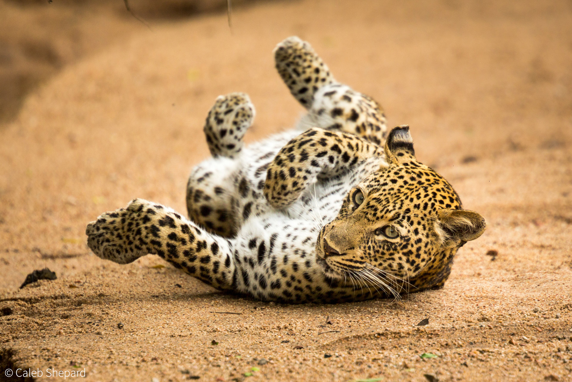 Leopards: silent, secretive and full of surprises - Africa Geographic