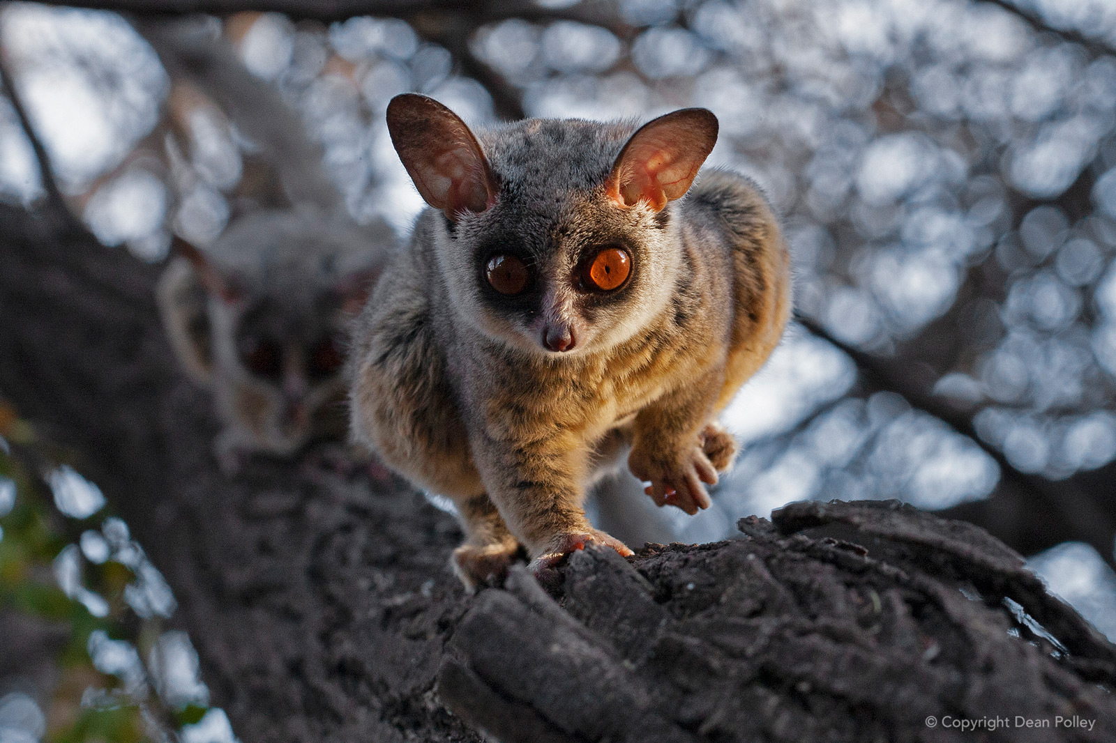 Dean Polley Lesser Bushbaby Lesser Galago Wiping Urine Laying Scent Trail Buffesldrift Game Nature Reserve Rsa Africa Geographic