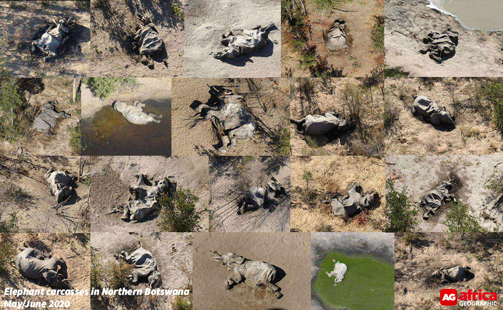 Botswana elephants dying