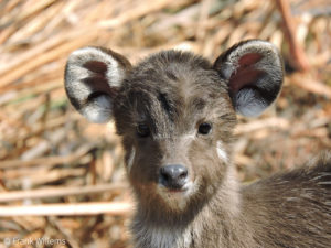 Sitatunga - Africa Geographic