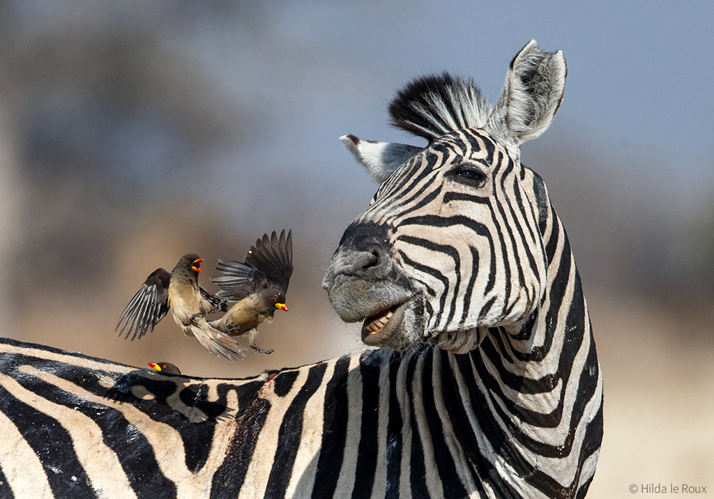 Botswana’s zebra migrations - Africa Geographic