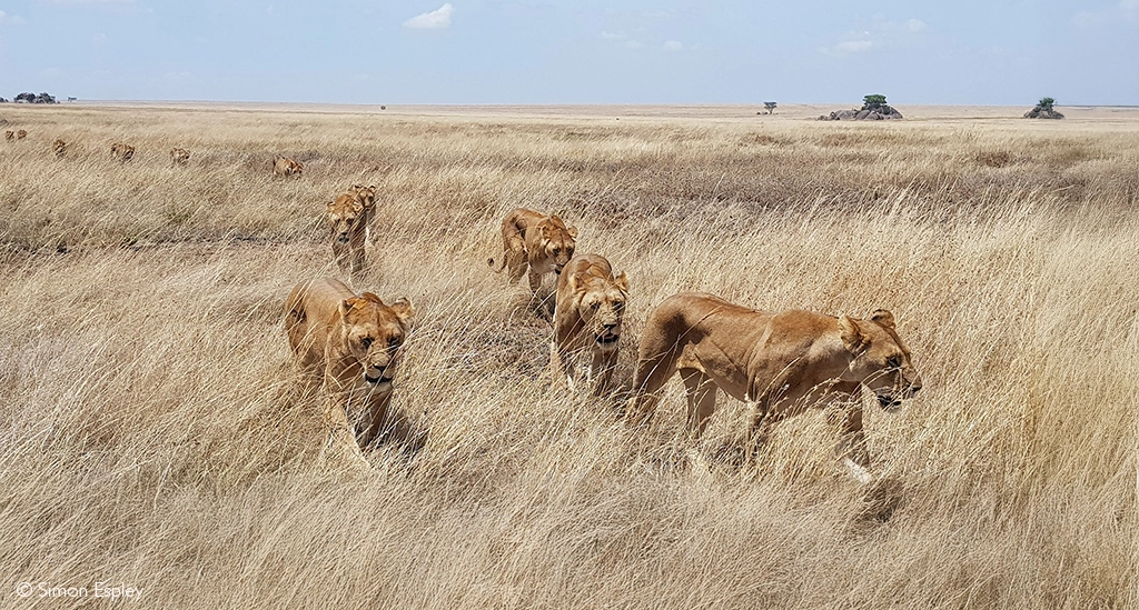 Serengeti