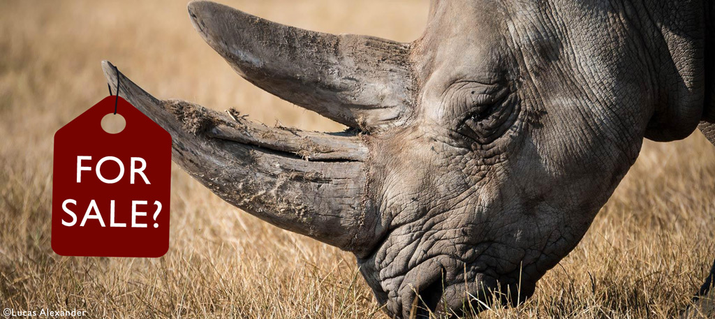 Rhino horn trade