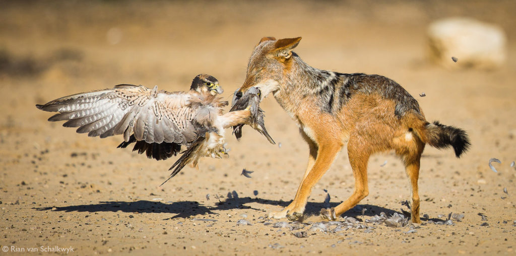 Photographer of the Year 2020 Winners - Africa Geographic