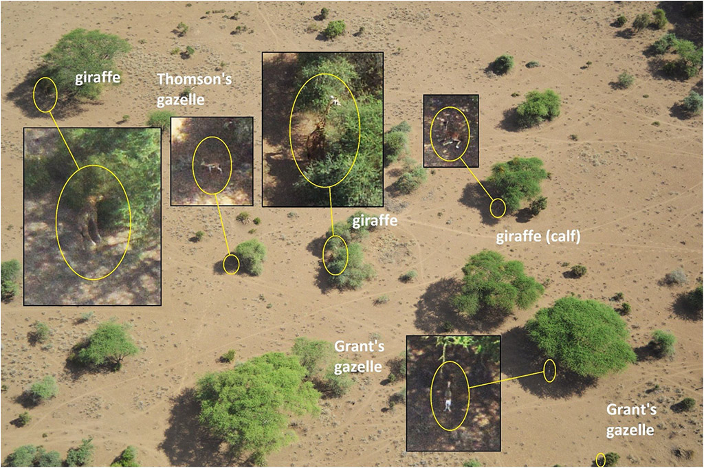 Counting animals - the technology helping conservationists