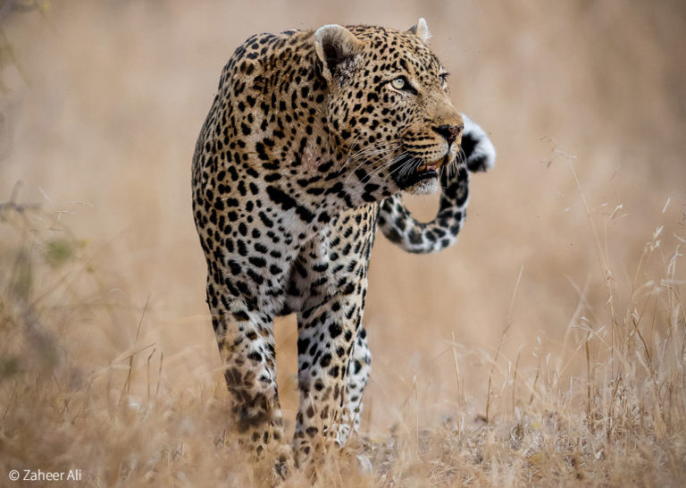 Human impact results in leopard inbreeding - research - Africa Geographic