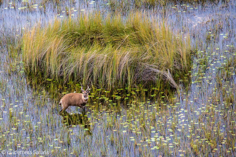 Sitatunga - Africa Geographic