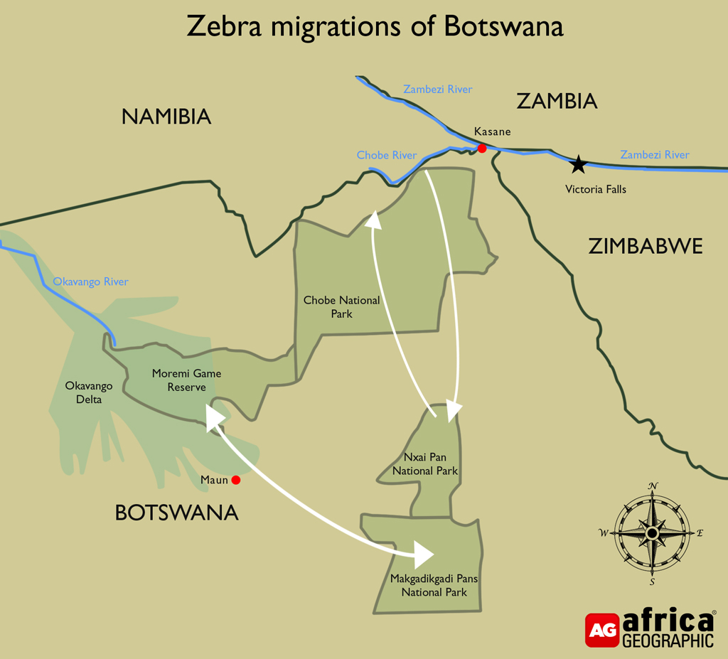 zebra migrations