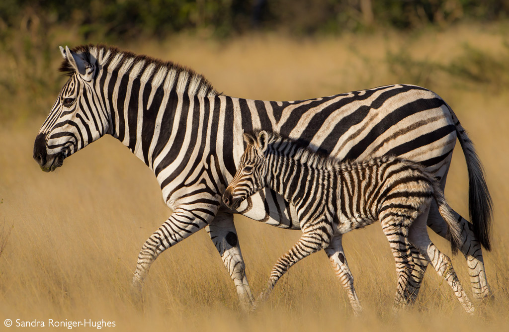 Zebra