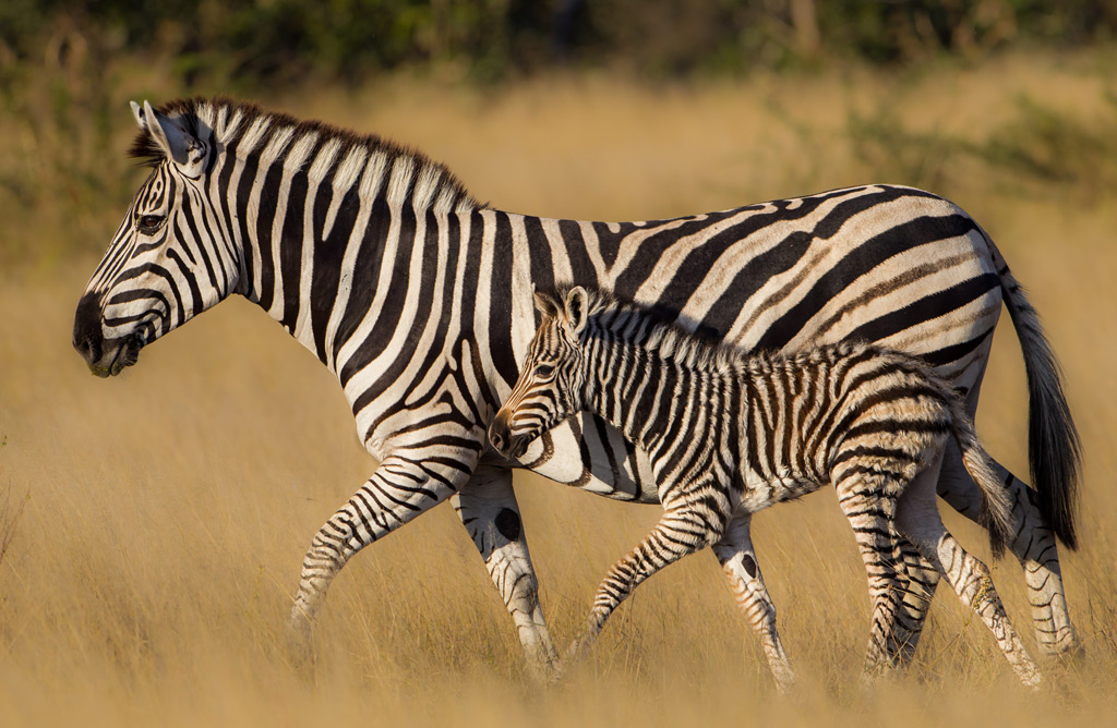 Zebra_mom_and_foal_in_Botswana_-_Sandra_Roniger-Hughes2 - Africa Geographic