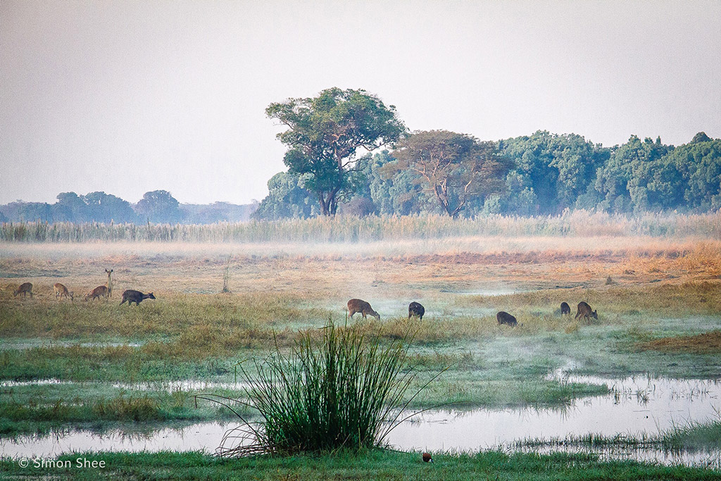 sitatunga