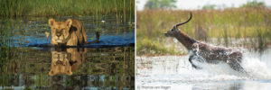 Understanding The Okavango Delta - Africa Geographic