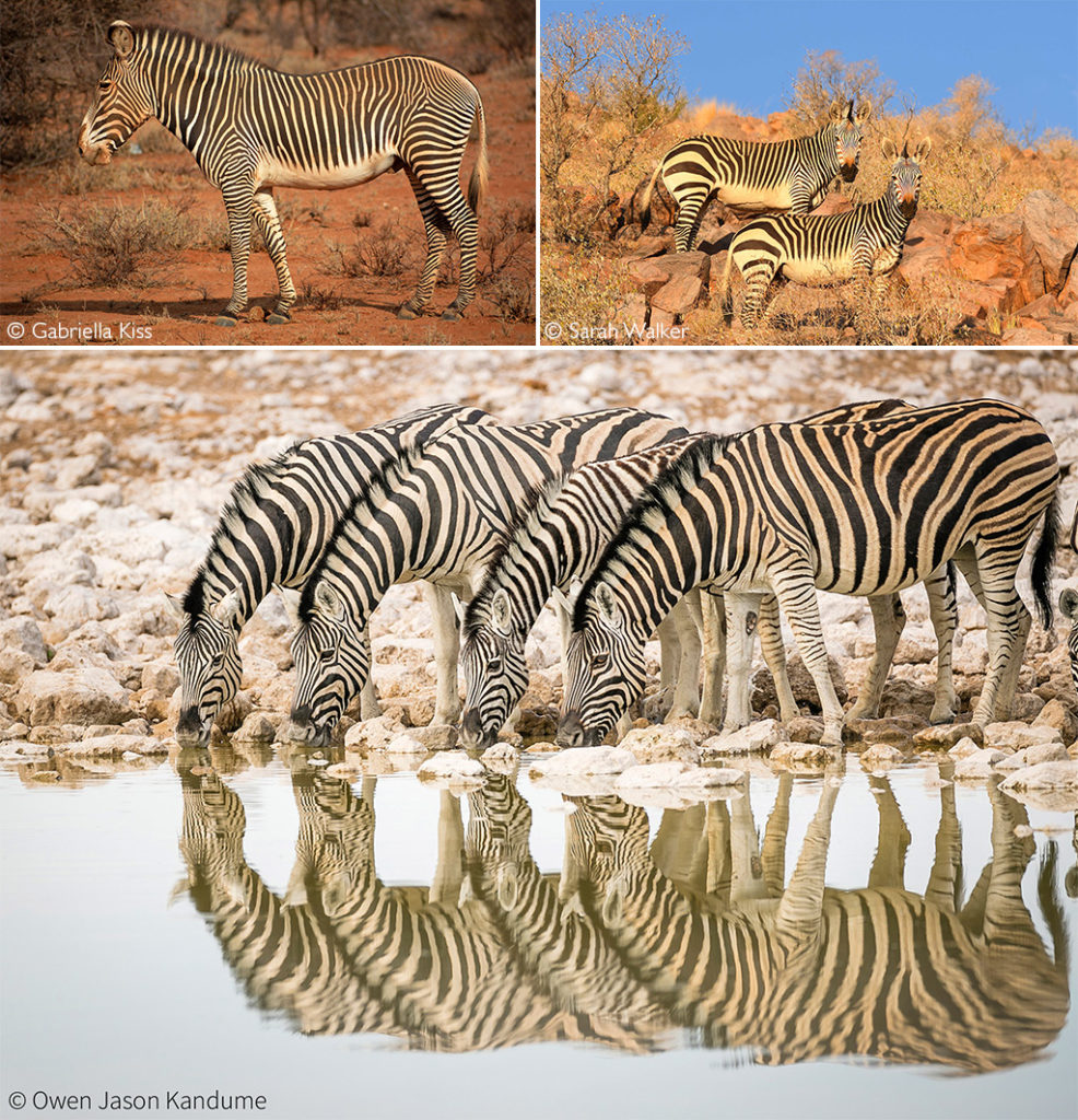 Zebra Africa Geographic Zebra Africa Geographic