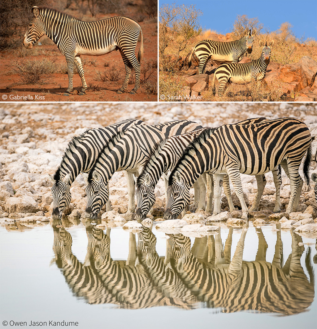 Leucistic Zebra