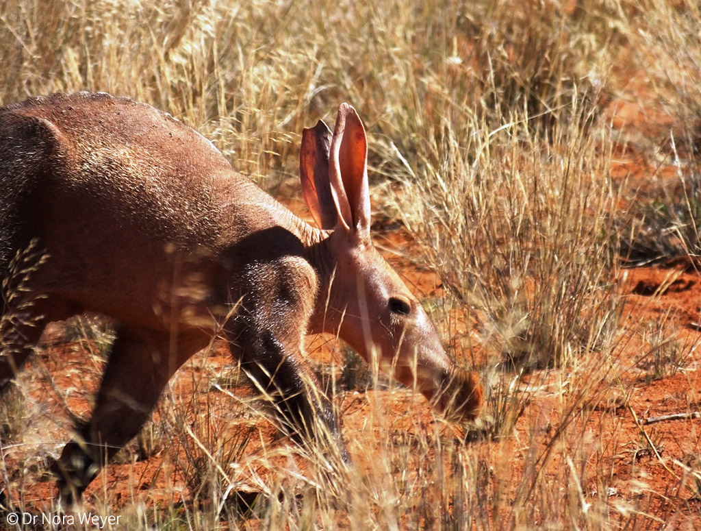 Aardvarks and climate change - Africa Geographic