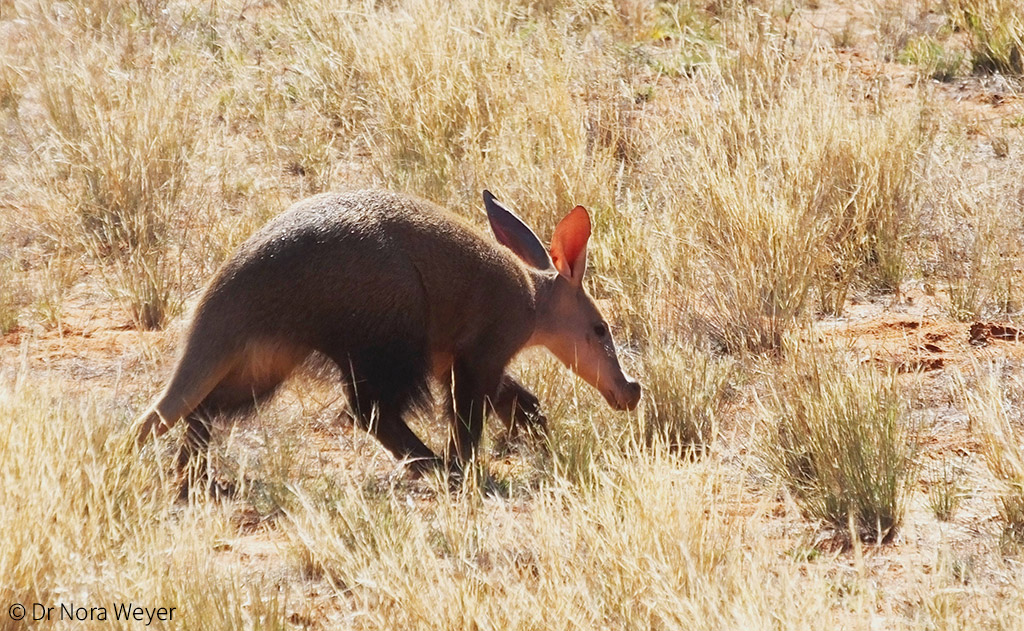 Aardvarks