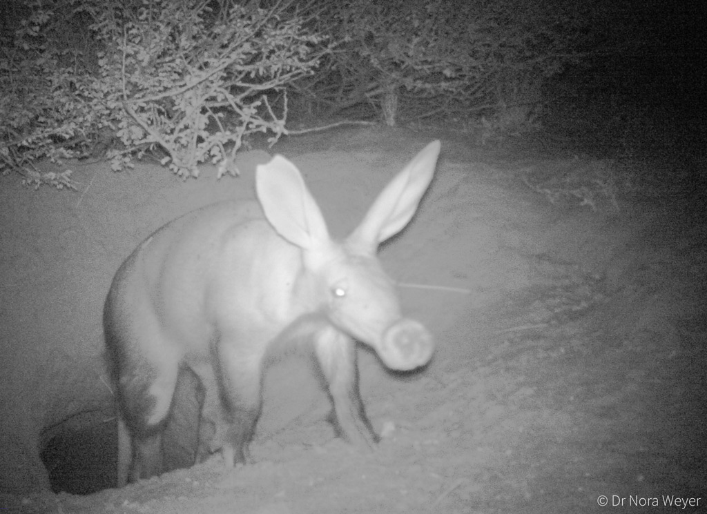 Aardvarks and climate change - Africa Geographic