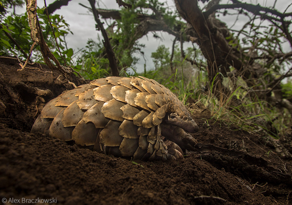 Pangolins