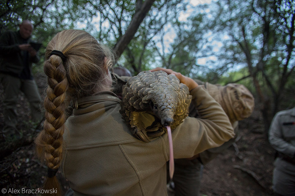 Pangolins