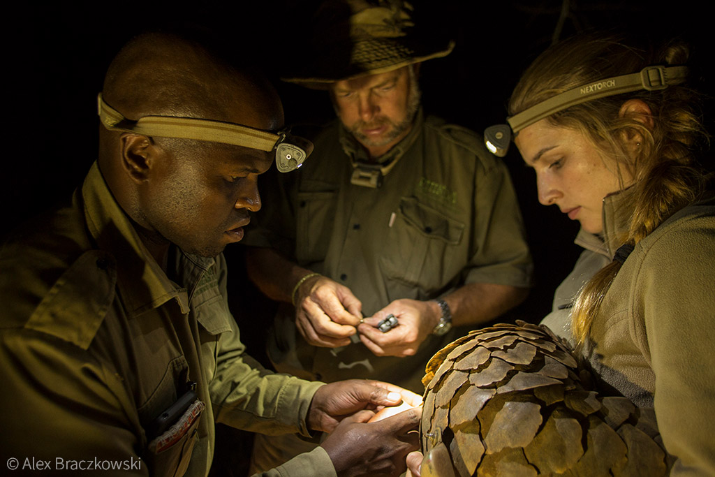 Pangolins