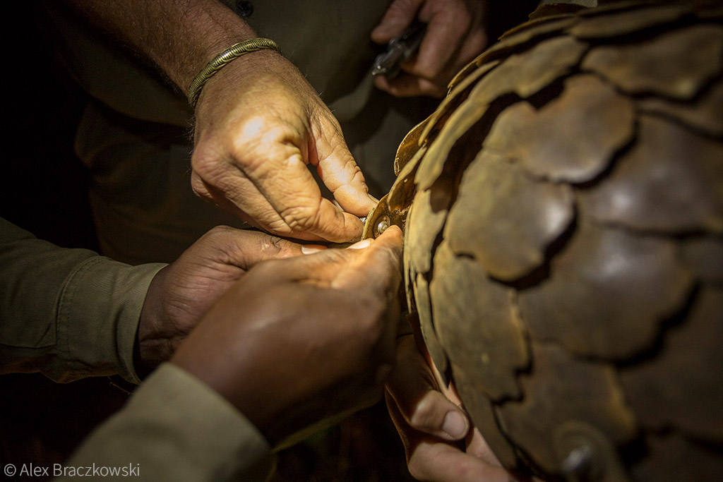 Pangolins