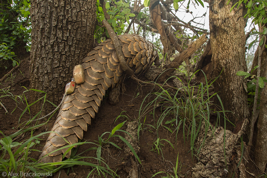 Pangolins