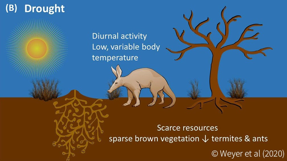 Aardvarks and climate change - Africa Geographic