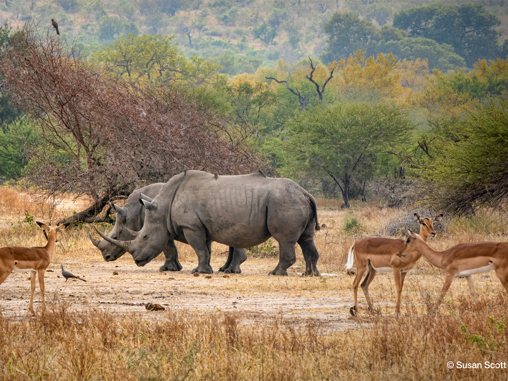 Rhino horn trade
