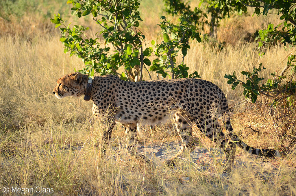 cheetah