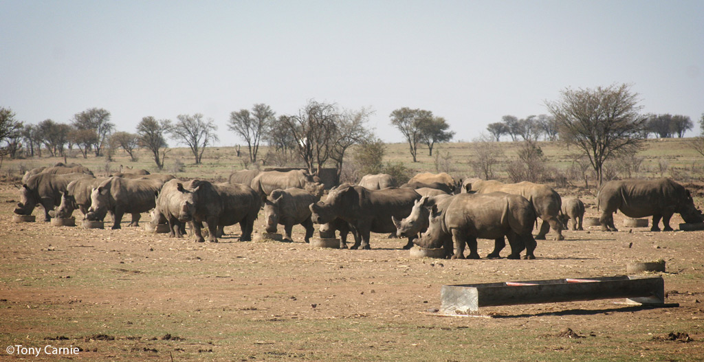 Rhino horn trade