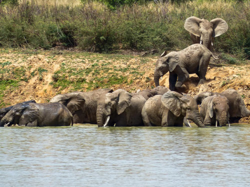 W National Park in Benin now falls under African Parks management ...