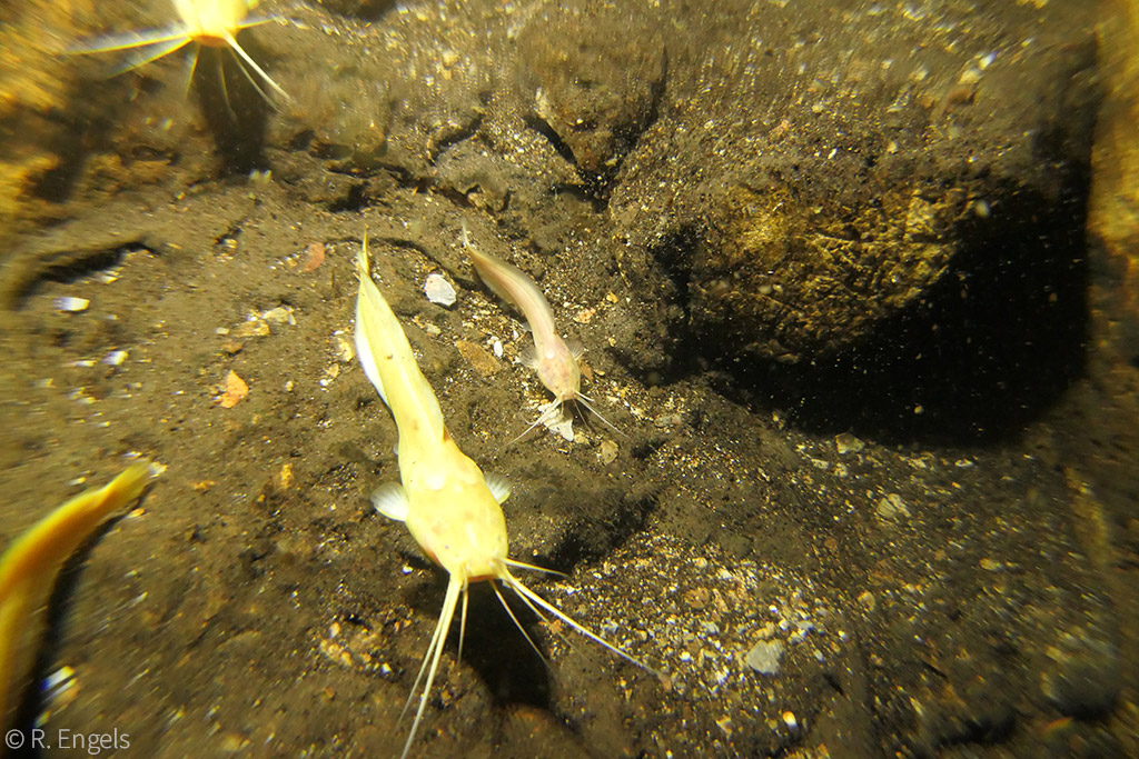 blind cave catfish