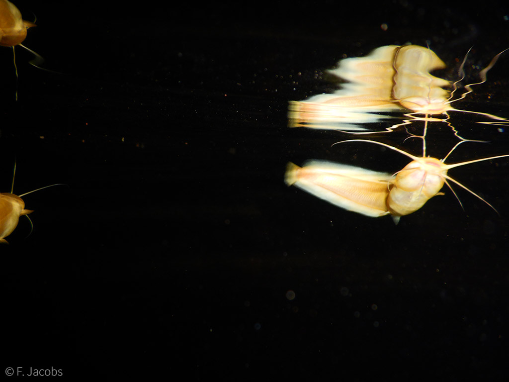 blind cave catfish