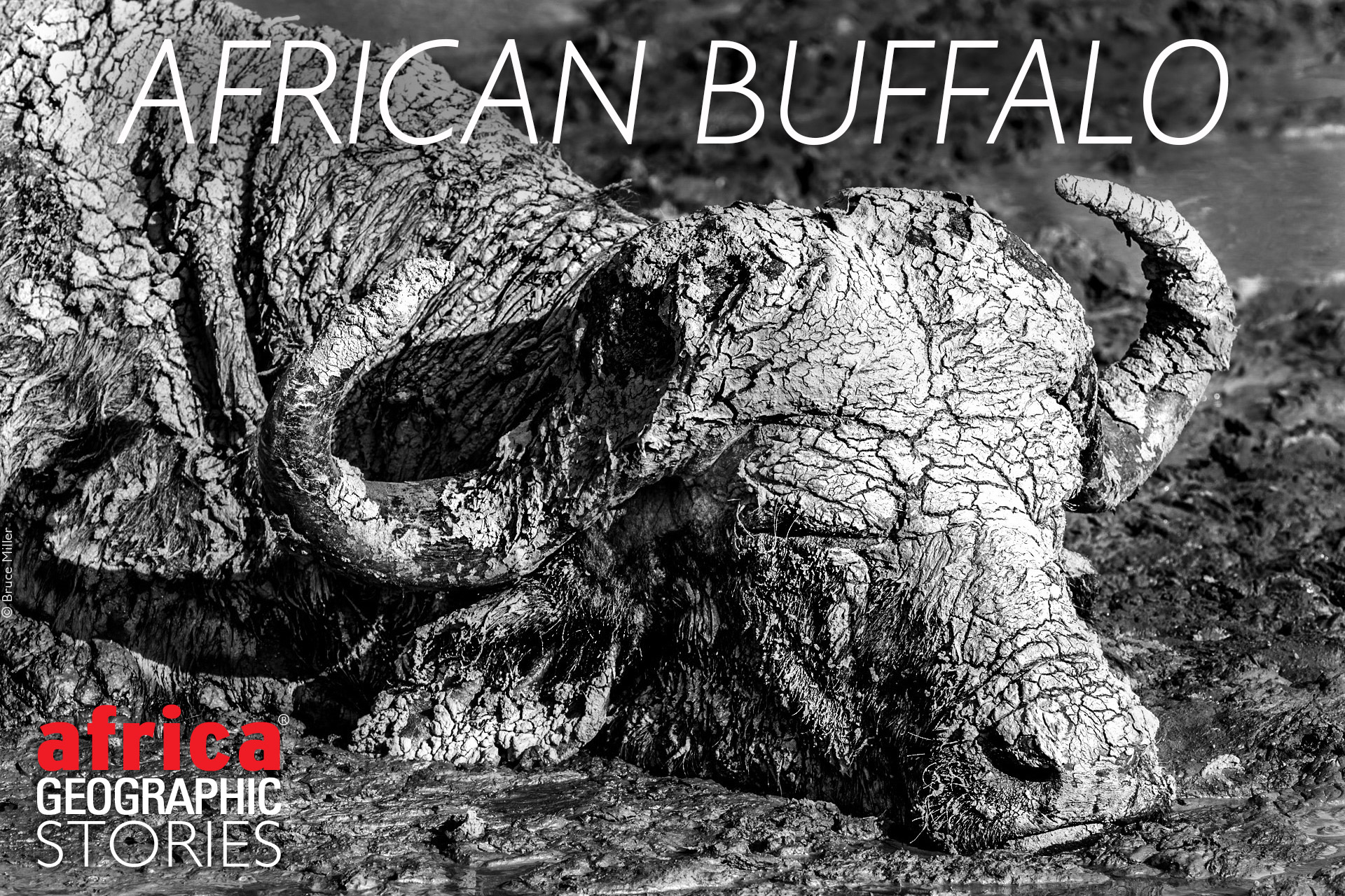 23 African Cape Buffalo Facts (Syncerus caffer)