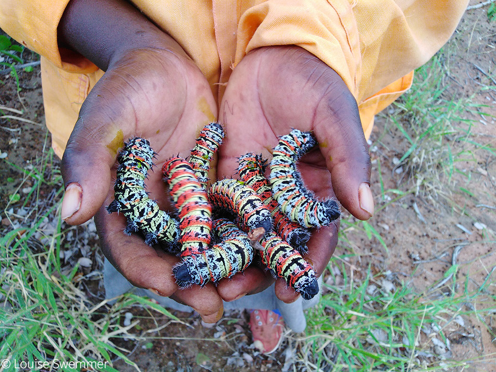 Mopane worms