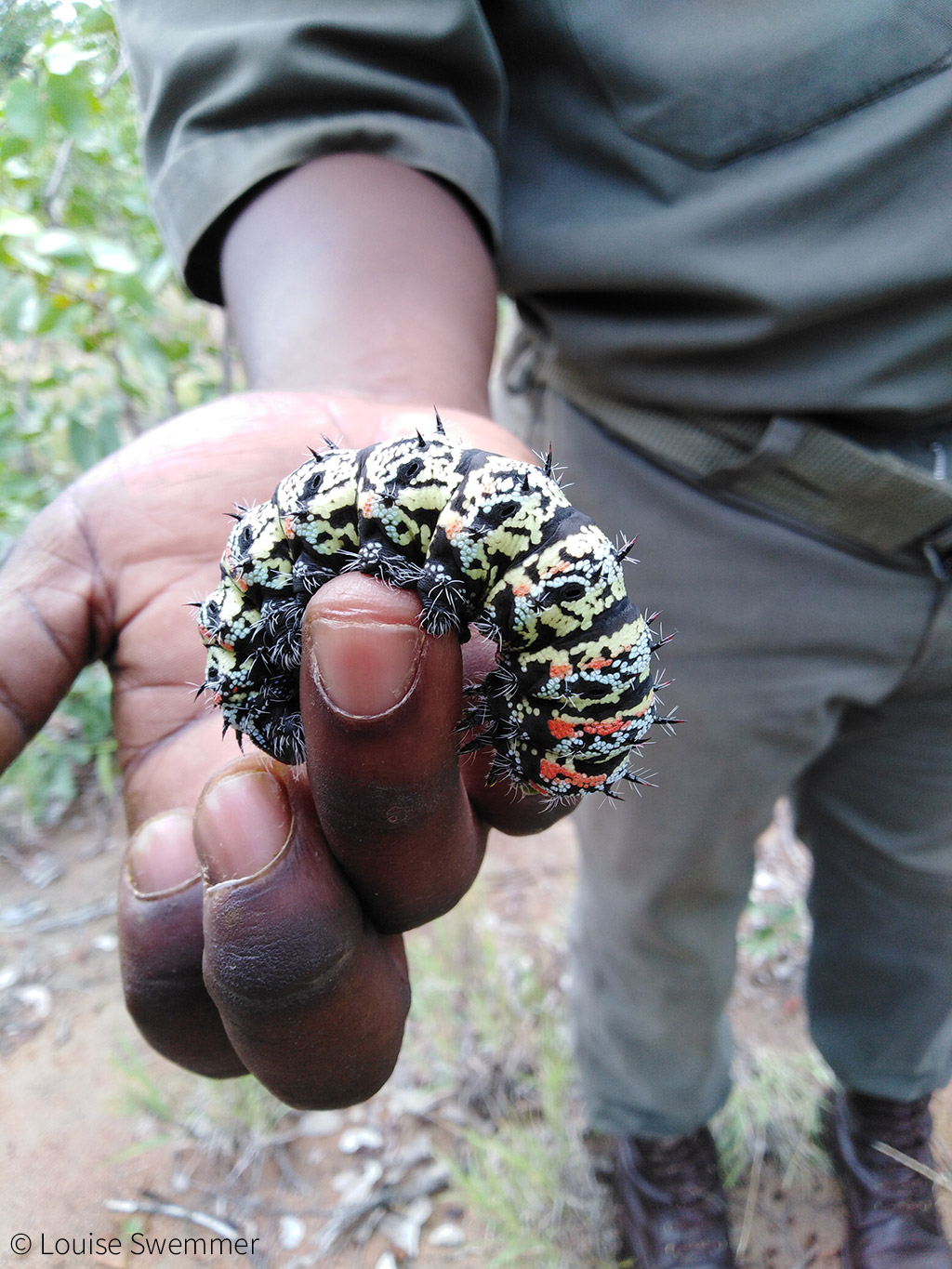 Mopane worms