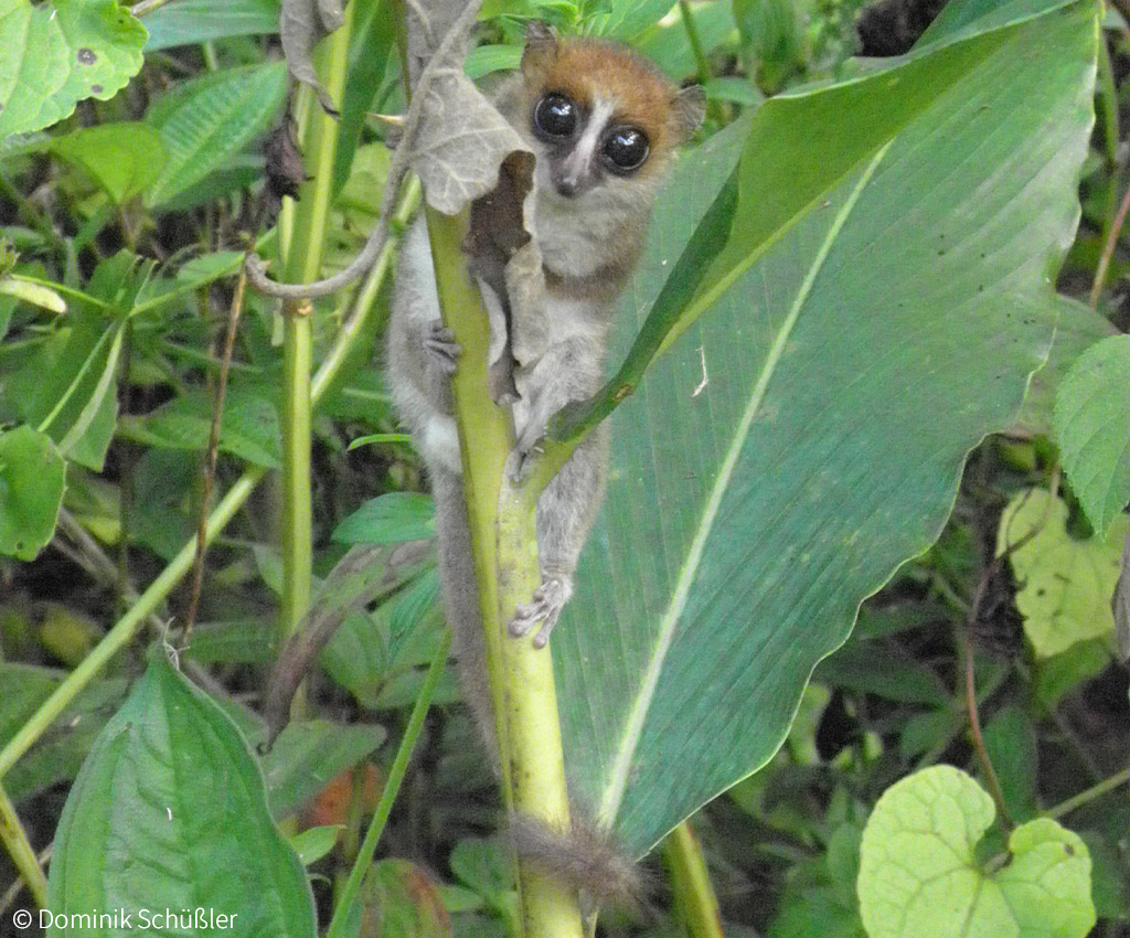 Tiny primate: new species of mouse lemur discovered - Africa Geographic