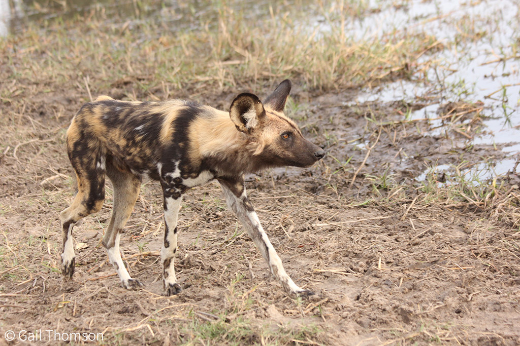 Are Namibia’s carnivores at risk? Calling on citizen scientists