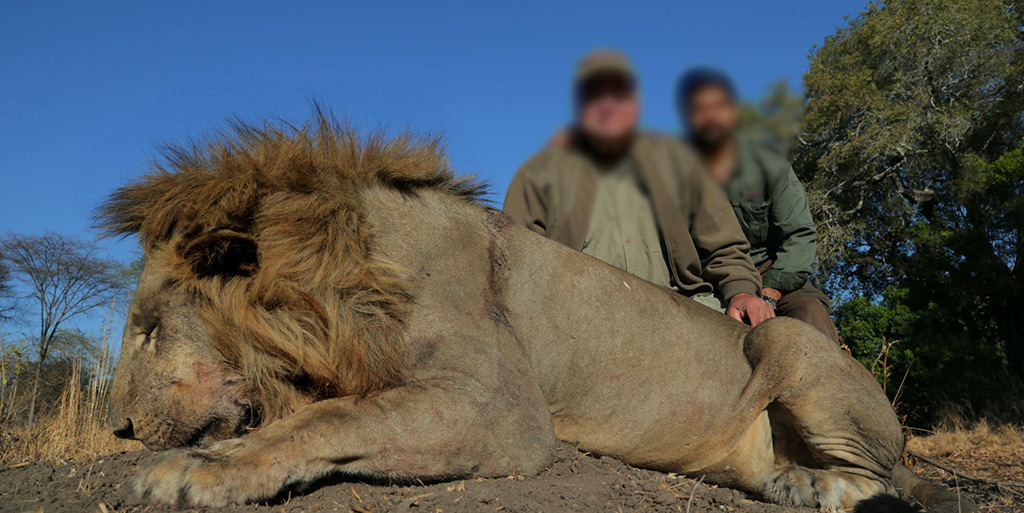  lion trophy hunting