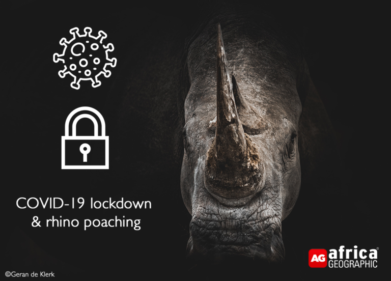 Rhino poaching stats 2020 – more shades of grey - Africa Geographic