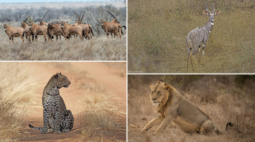 Tsavo - Land of legends - Africa Geographic