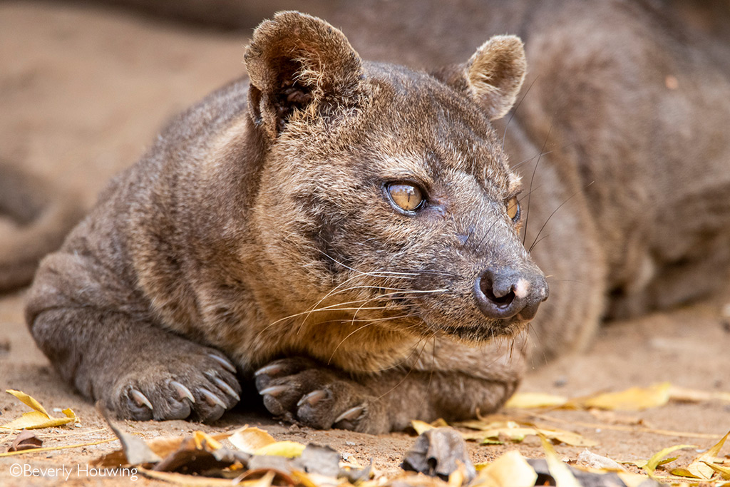 fossa tail