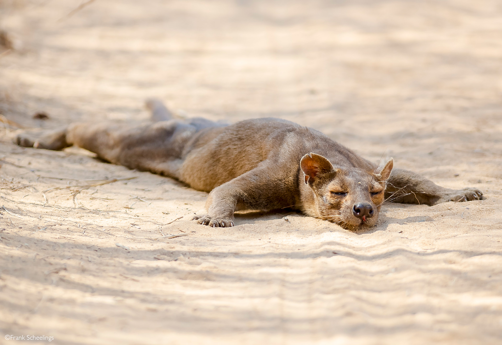 Fossa Habitat