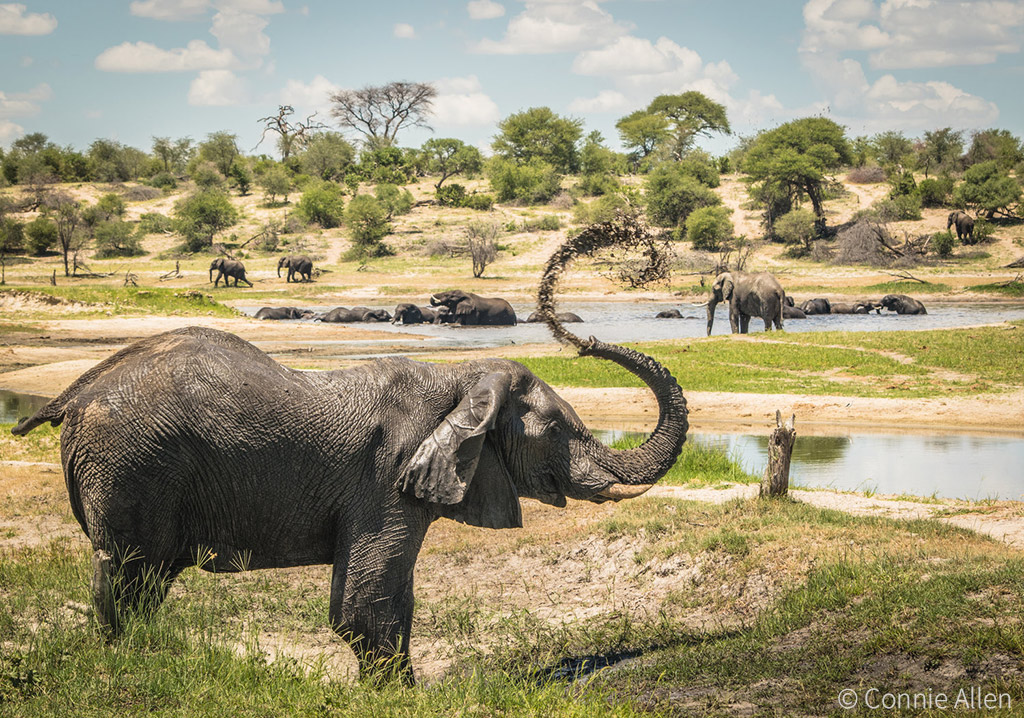 Elephants